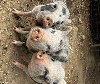 Segunda imagem 2: vista do castelo Les Carras desde a piscina, estufa-biblioteca e leitões na mini-quinta do hotel.