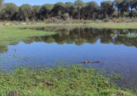 Doñana se viste de verde