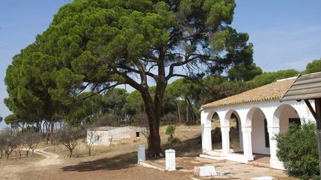 El pino de la finca Fuentepiña