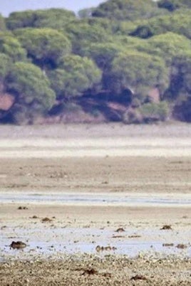 Un ciervo dentro del Parque Nacional de Doñana
