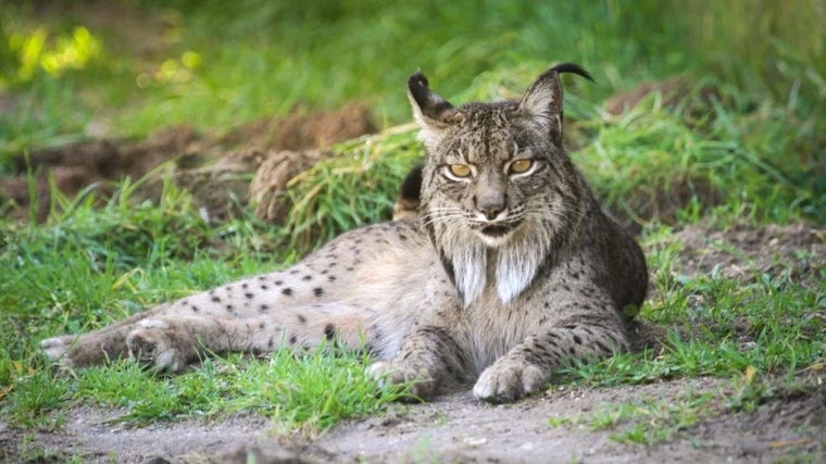 Ejemplar de 'Lynx pardinus'