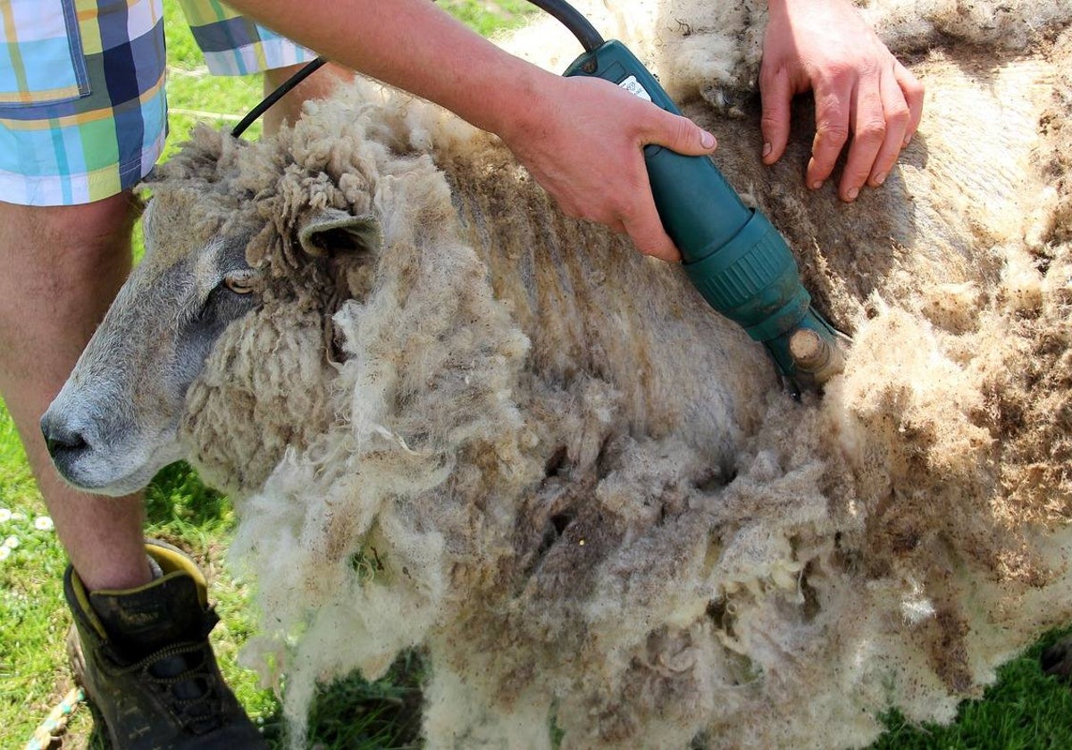 40 puestos de trabajo como esquilmador de ovejas