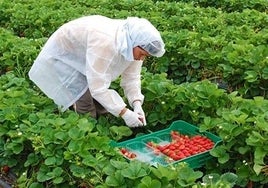 Freshuelva pide la reprobación de la ministra Ribera por «atacar» al sector de los frutos rojos