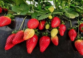 Los frutos rojos de Huelva reivindican su sostenibilidad en un estudio que enviarán a las cadenas de supermercados europeas