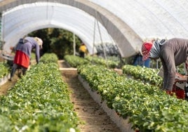Los frutos rojos de Huelva ante el escenario de sequía y cambio climático: trasvase obligado y desalación en el horizonte