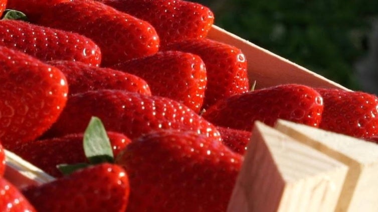 Repartirán más fresas de Huelva por España para recalcar que su consumo es seguro