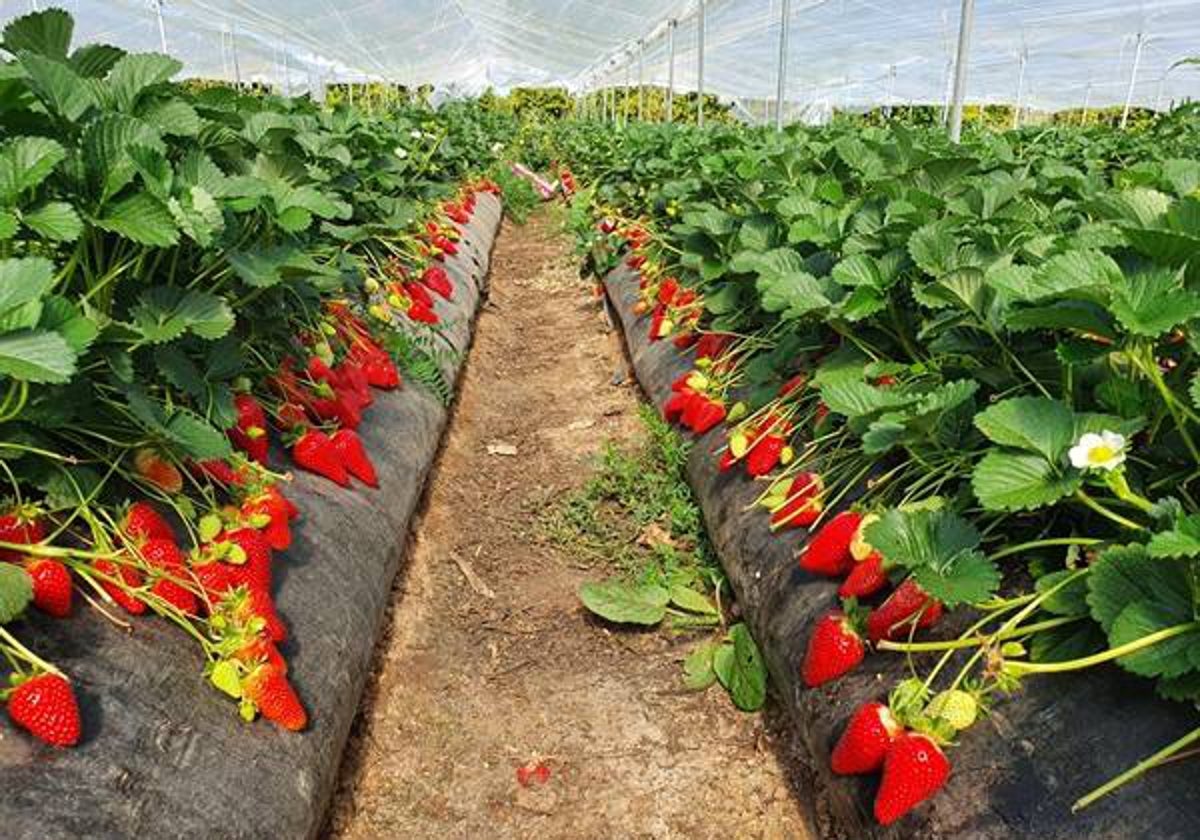 Un vivero de fresas en la provincia de Huelva