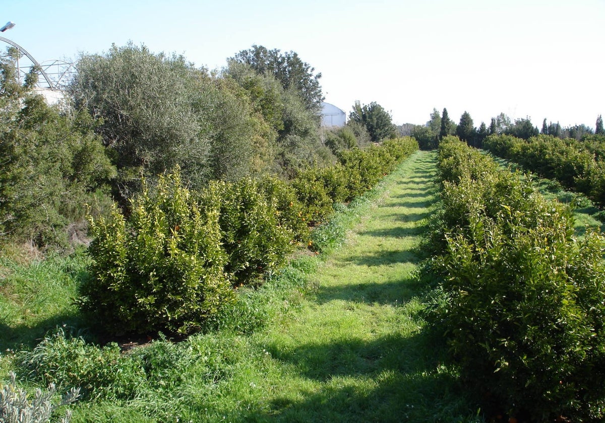 Explotación de cultivo ecológico