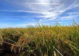 Las ayudas agrícolas del Gobierno para el entorno de Doñana se publicarán antes de que acabe el año