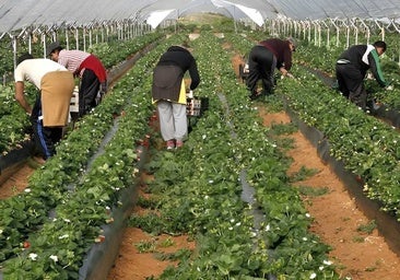 Este pueblo de Huelva busca peones agrícolas: no hace falta experiencia y el sueldo es de 1.500 euros