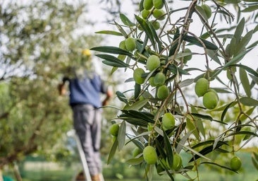 Los agricultores se sienten «acosados» y planean abandonar el Pacto por Doñana