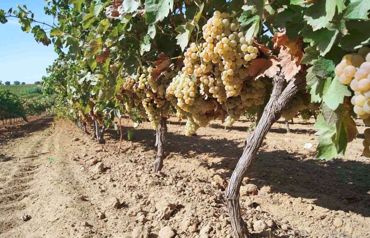 Viñedo en el Condado onubense