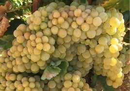 Calculan entre un 60 y un 70% la pérdida de  cosecha de uva temprana por el mildiu