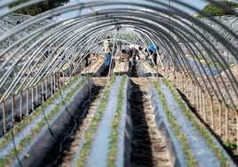 La grave advertencia del sector agrícola en Huelva: «La falta de agua y mano de obra podría abocarnos a la ruina en marzo»