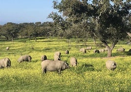 Cerdos en montanera en una dehesa onubense