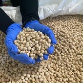 Garbanzo de Escacena