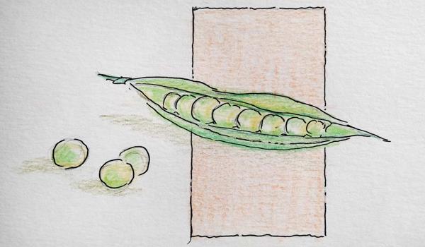 Dibujo de unos guisantes en su vaina