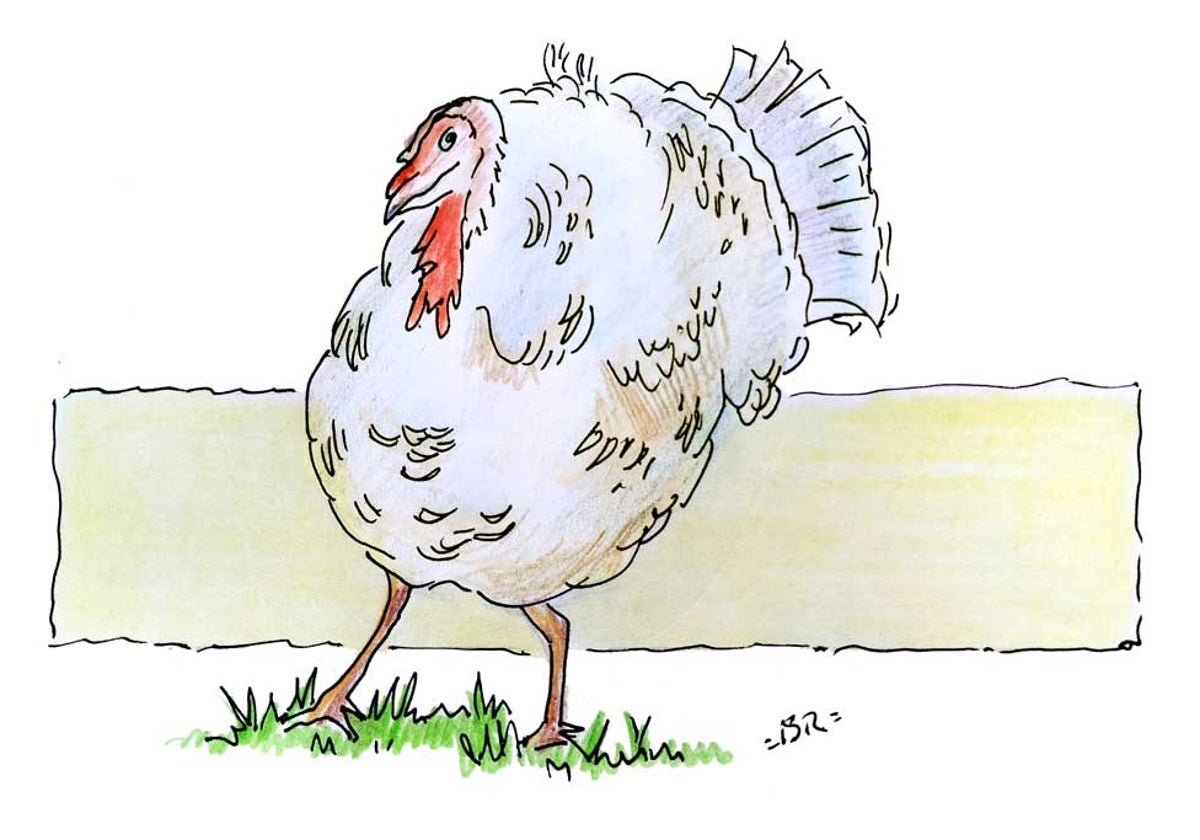 Dibujo de un pavo