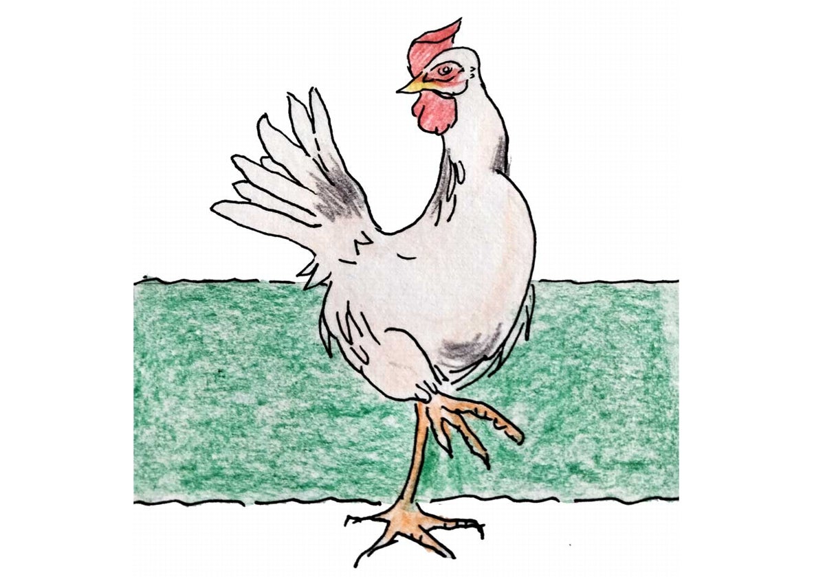 Dibujo de un pollo de corral