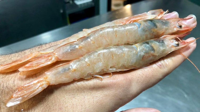 Gamba blanca de Casa Rufino