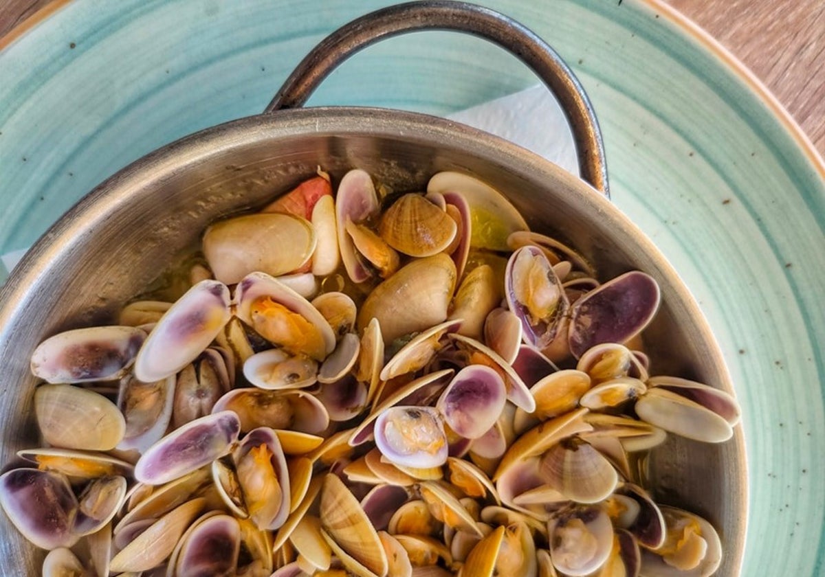 Plato de coquinas del Restaurante Macha La Antilla, uno de los mejores establecimientos donde pedirlas en Huelva