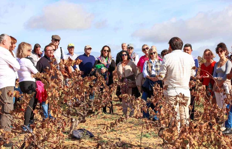 Visita guiada a la los viñedos de la bodega