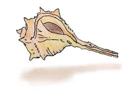 Cocer cañaíllas