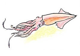 Dibujo de un calamar