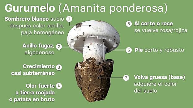 Imagen antes - ADVERTENCIA DE TOXICIDAD: La ingestión de una sola Amanita verna puede causar fallo hepático fulminante y la muerte. Los síntomas (vómitos, diarrea) pueden tardar de 6 a 24 horas en aparecer, cuando el daño al hígado ya es irreversible. ANTE CUALQUIER DUDA, NO LA COMA. Acuda a urgencias y lleve los restos de las setas.