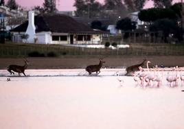 Marismas de Doñana, con el restaurante de Huelva que se ha hecho famoso por sus increíbles vistas del parque de fondo