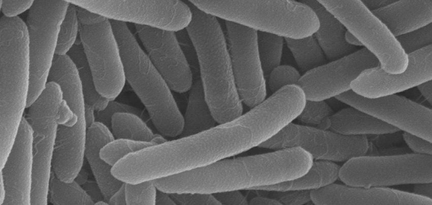 Identifican una nueva especie de bacteria en la Gruta de las Maravillas