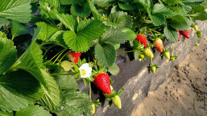 Fresón de Palos estima superar los 80 millones de kilos de producción