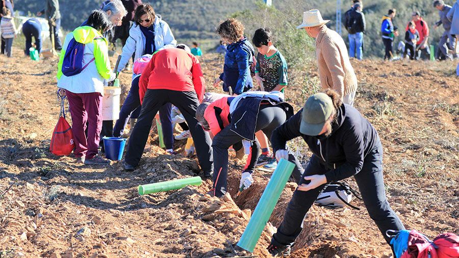 Plantación masiva de bellotas para reforestar la Dehesa de los Machos de Valverde