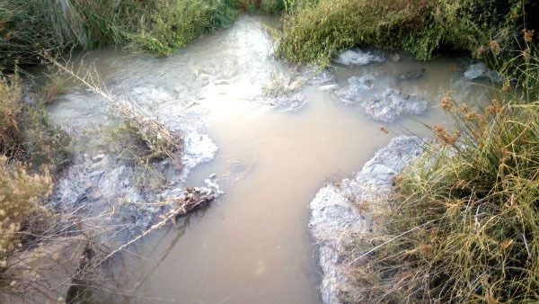 La 'Zanahoria Vitaminada' de Ecologistas en acción recae en los gobiernos municipales de Ayamonte