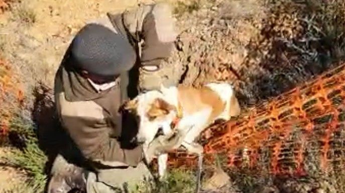 Rescatan a un perro de caza que cayó a un pozo de mina en Zalamea la Real
