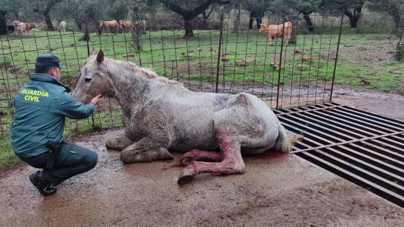 La Guardia Civil rescata a un caballo que se había quedado atrapado en un paso de ganado