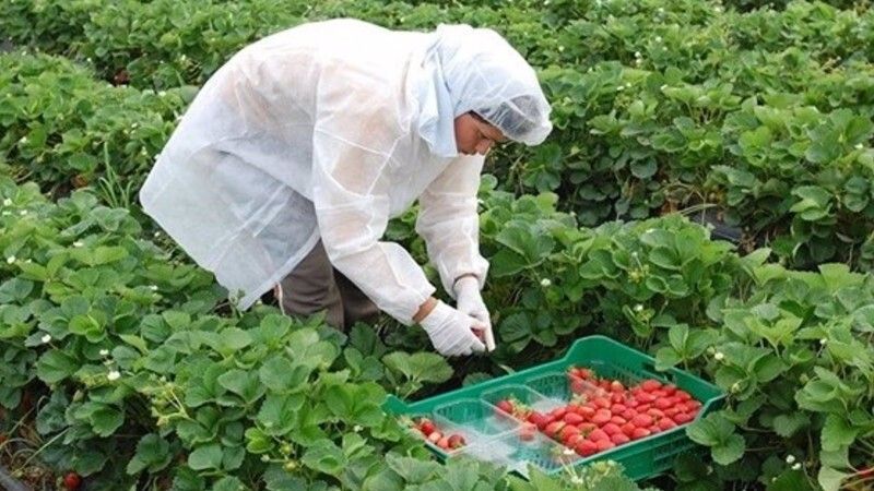 Una empresa onubense busca cinco recolectores de fresas para trabajar en Aljaraque