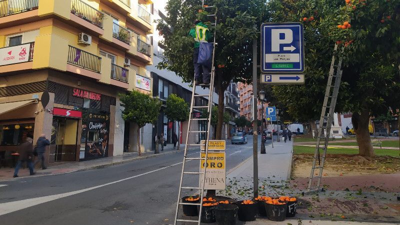 Recogidos 100 mil kilos de naranjas en la capital con los que se elaborará mermelada amarga