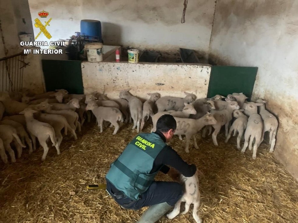 Sorprenden a dos personas 'in fraganti' sustrayendo corderos en una explotación ganadera de Manzanilla