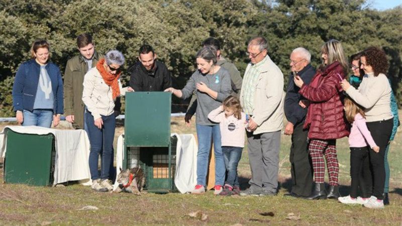 Sueltan a dos hembras de lince ibérico procedentes de El Acebuche