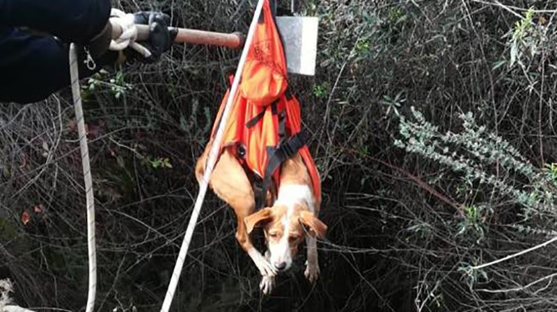 Rescatan del interior de un pozo de mina a seis perros que habían desaparecido durante una cacería
