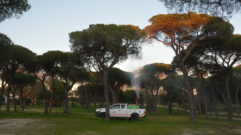 El Ayuntamiento de Palos comienza una nueva campaña de poda y fumigación