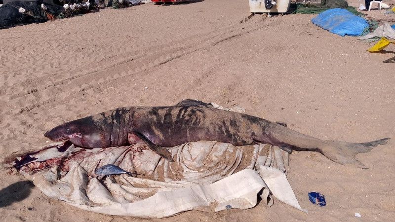 Aparece muerto un tiburón peregrino de más de tres metros en la playa de La Antilla