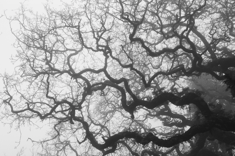 Juana Martín presenta la exposición fotográfica virtual 'Niebla'
