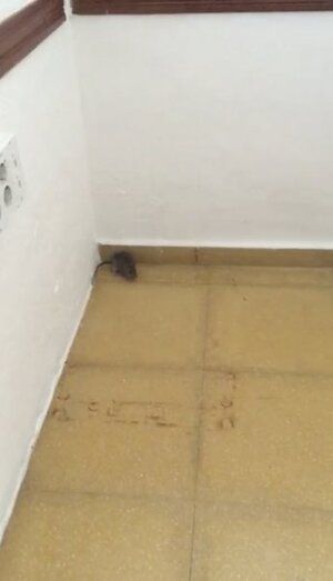 CSIF exige al SAS que agilice la apertura del centro de salud de Rosal por la “insalubridad” de las actuales instalaciones