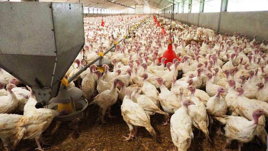 Vuelven a detectar casos de gripe aviar en dos explotaciones de pavos de Niebla