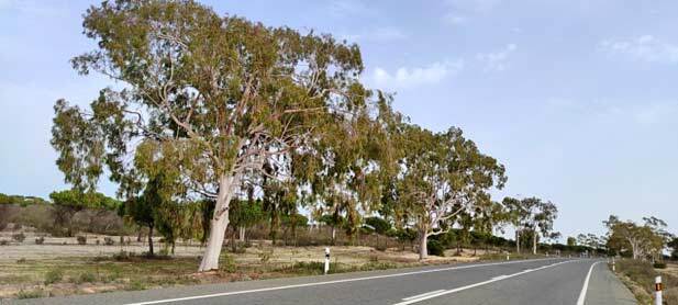 El 'árbol maldito' del Arboreto de El Loro