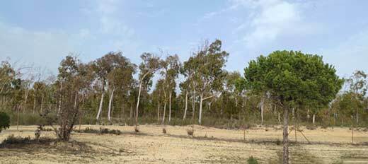 El 'árbol maldito' del Arboreto de El Loro