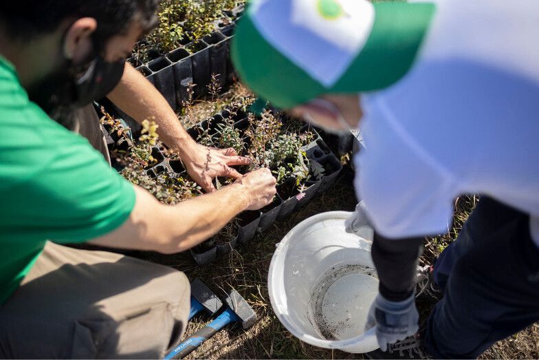 Escolares plantan un centenar de árboles en la zona de Doñana afectada por el incendio de 2017