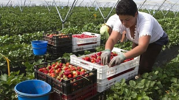 Una empresa de Moguer ofrece 30 puestos de trabajo para la campaña de recogida de fresas